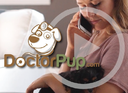 See what DoctorPup can do for you